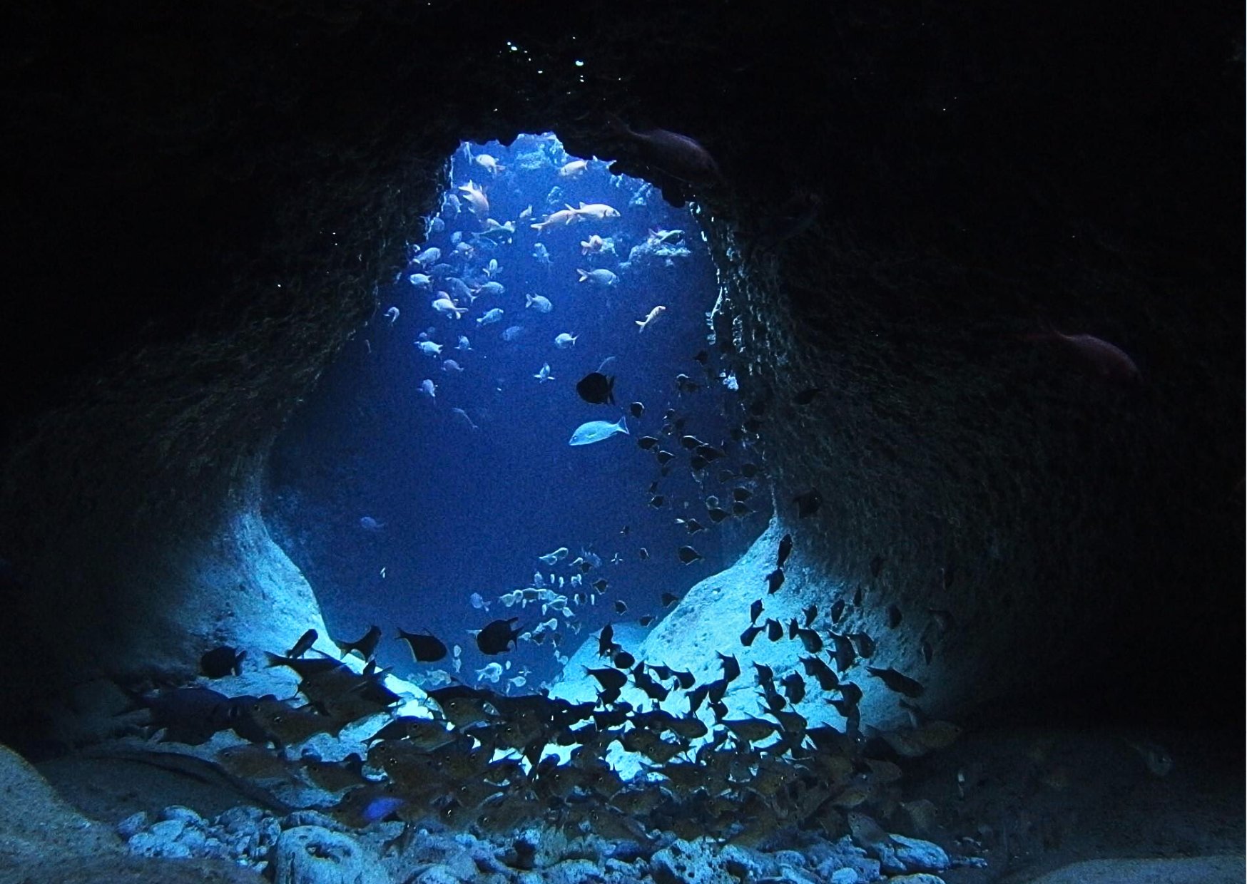 宮古島ボートファンダイビング