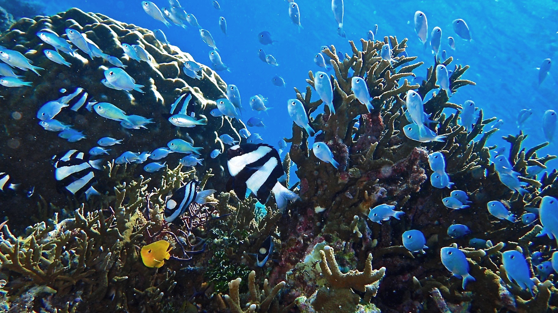 浅場のサンゴ礁で水慣れしながら楽しむ海体験