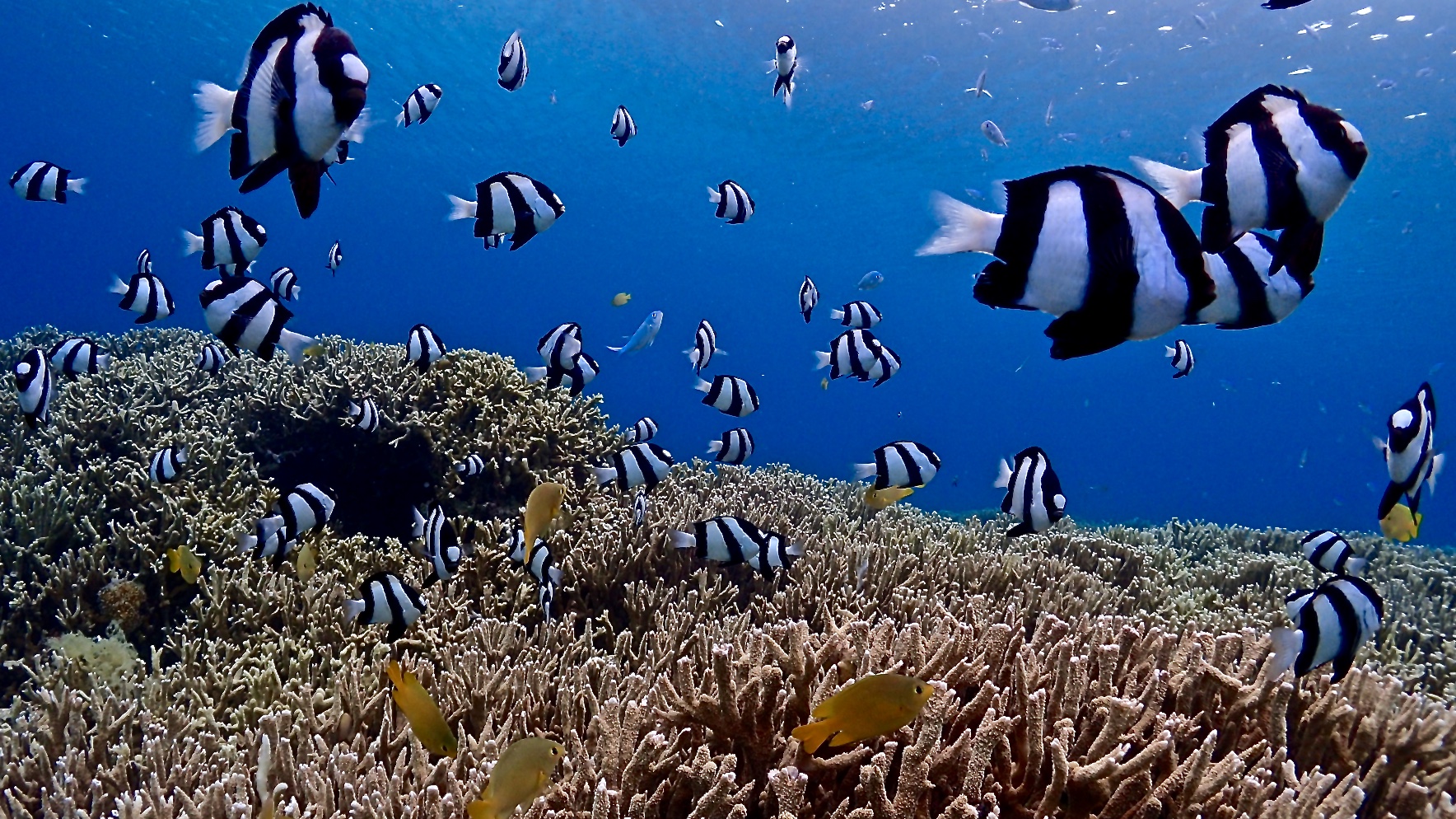 エメラルドの遠浅ビーチ