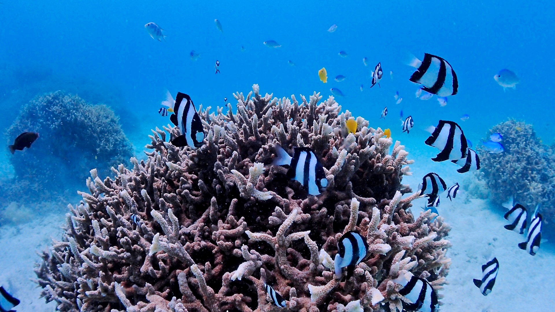 体験ダイビング中に出会ったアオウミガメとツーショット