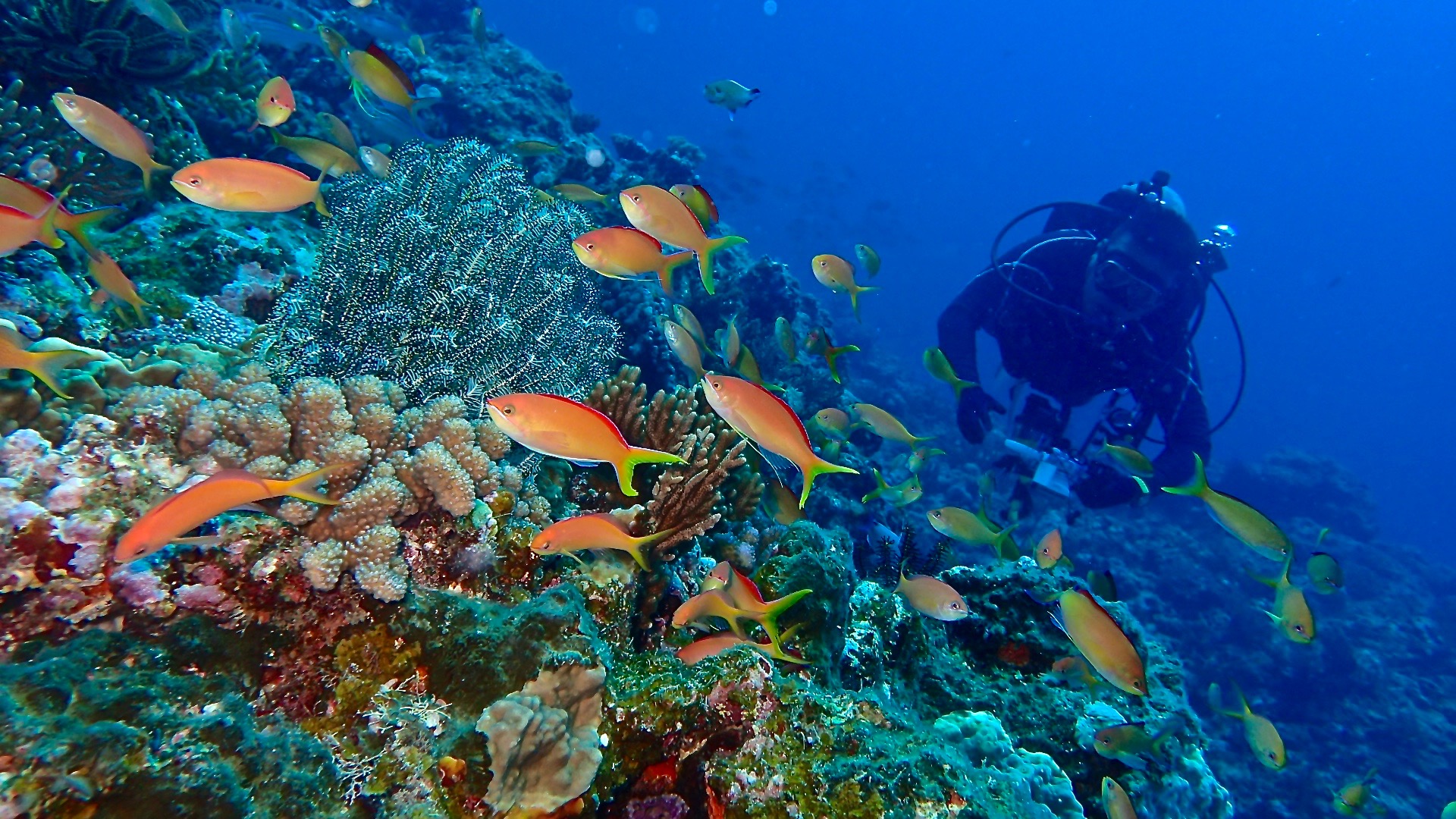 宮古島ボート体験ダイビング