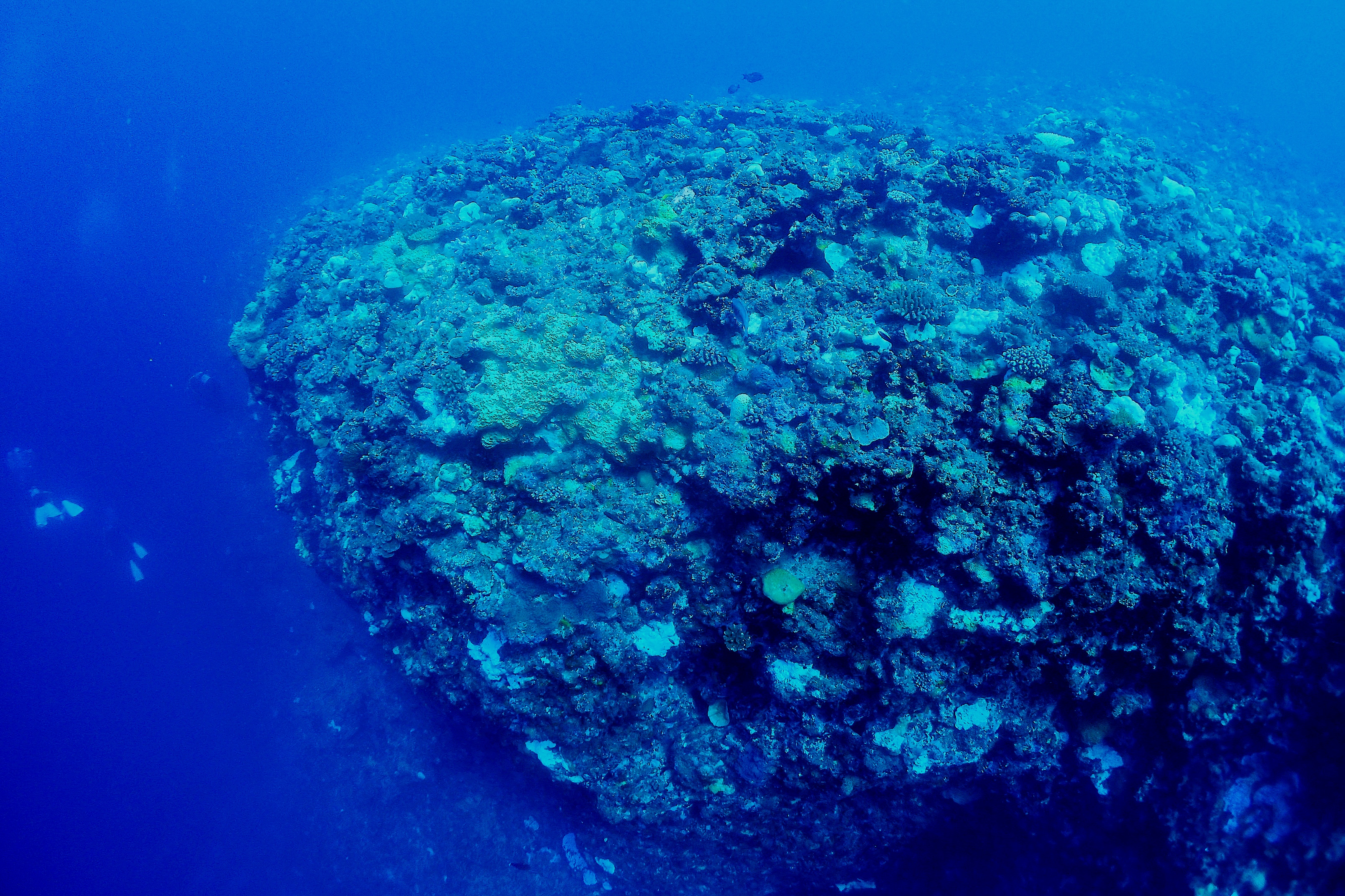 浅瀬のサンゴ礁