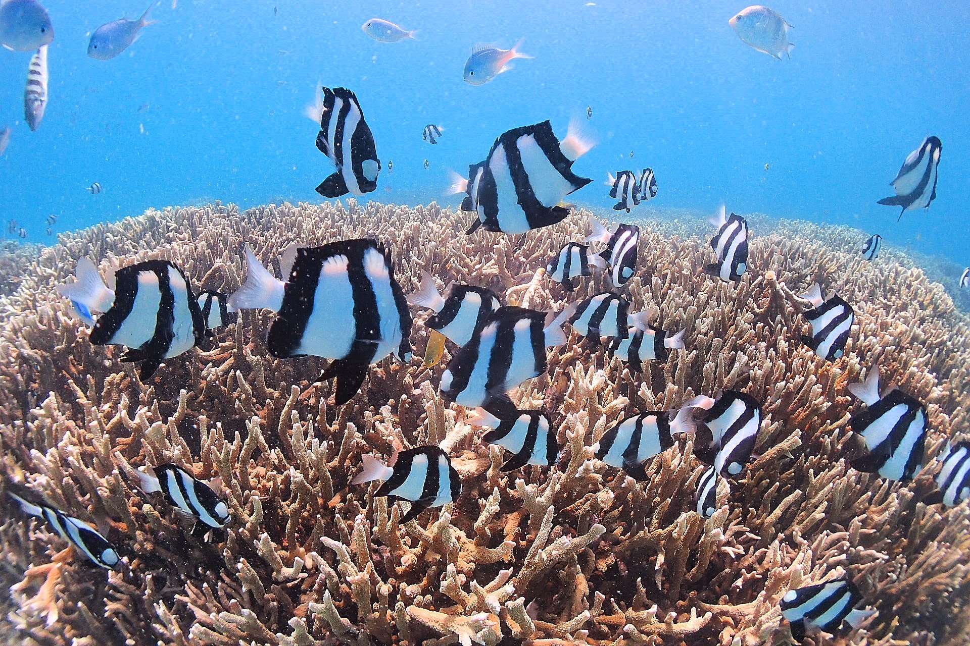 宮古島の海に生息する危険生物の基礎知識