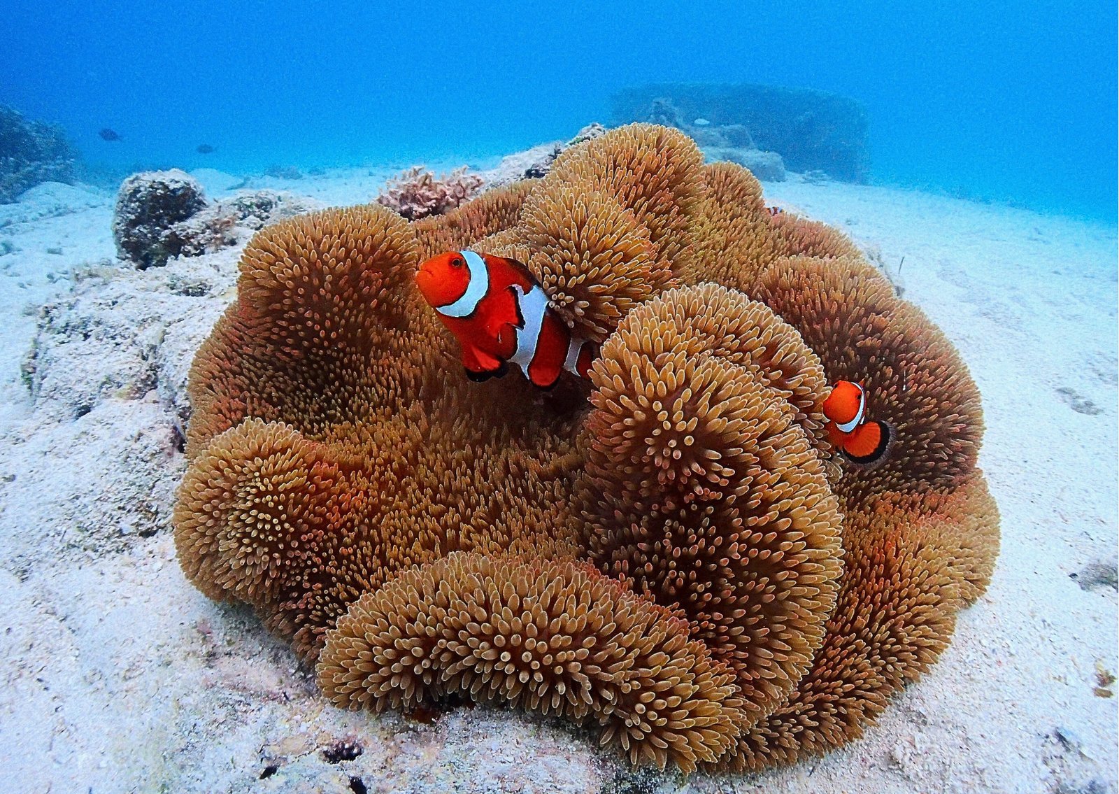 宮古島の青い海とダイビング体験