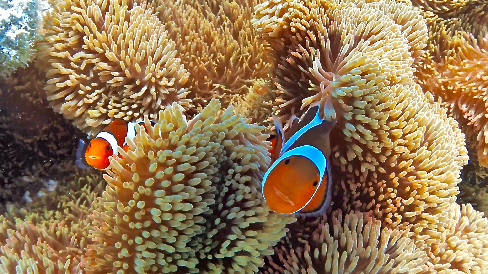 カクレクマノミとイソギンチャク