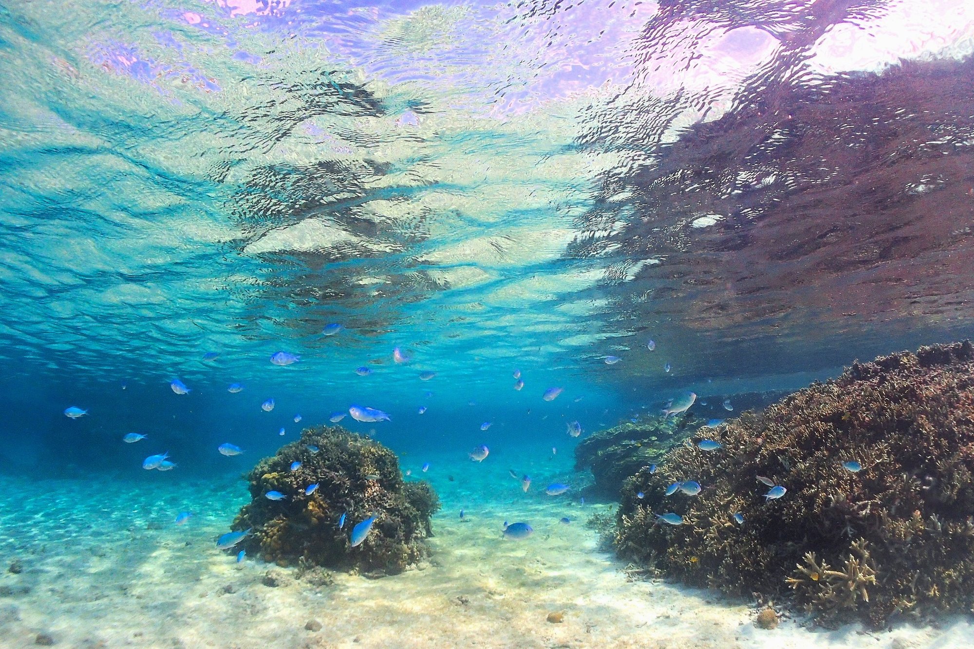 Cカード取得のメリット（ダイバーの自由度アップ）