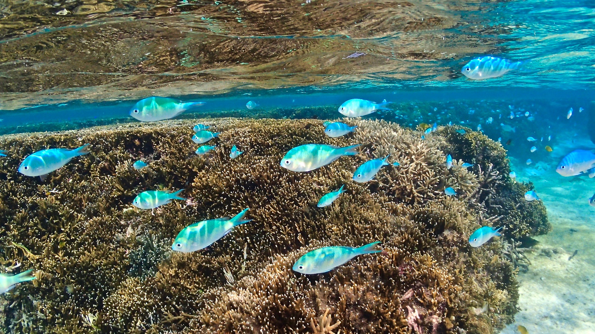 宮古島シニア・おひとり様でも安心の貸切体験ダイビング
