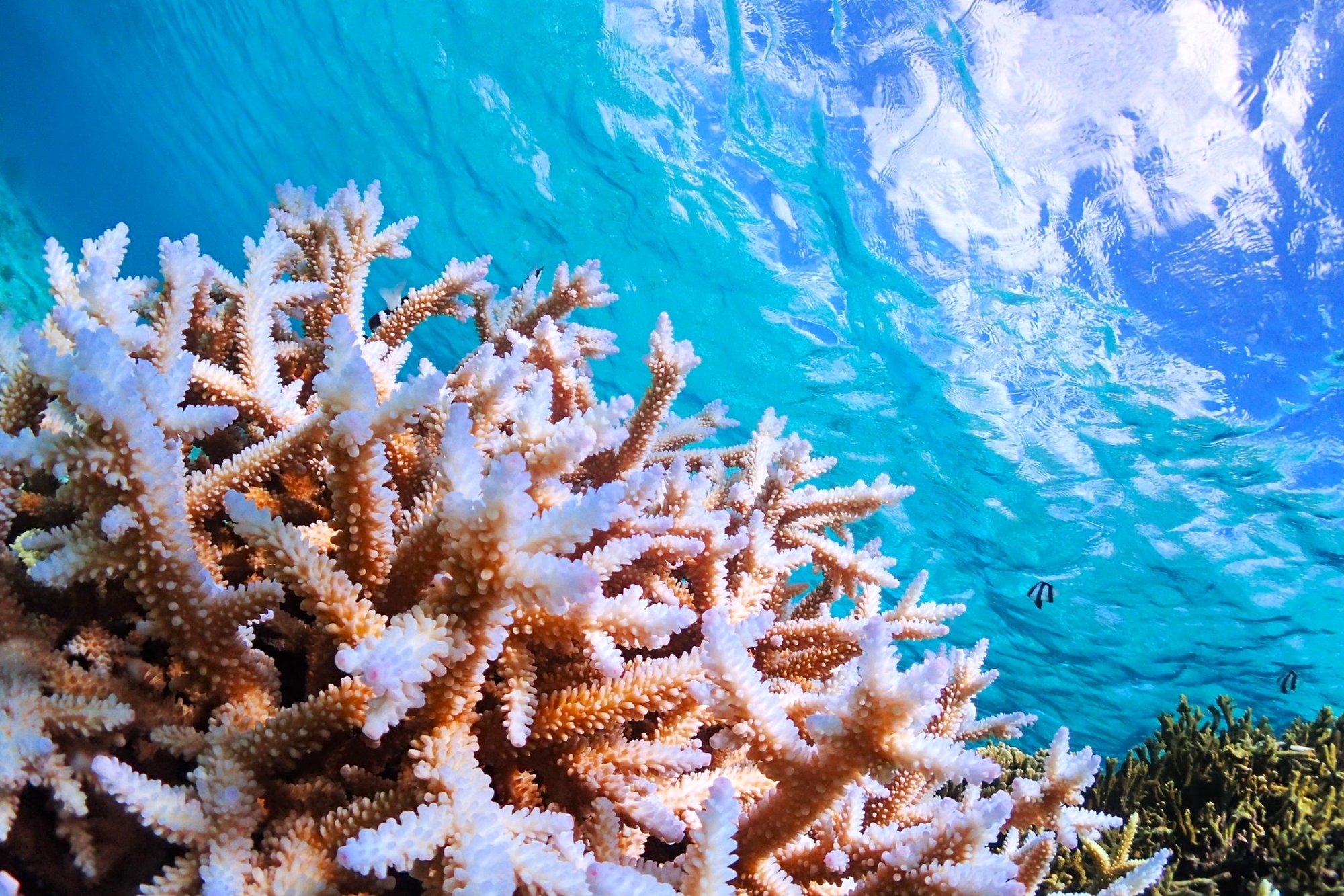 サンゴ礁のラグーンで泳ぐシュノーケリング