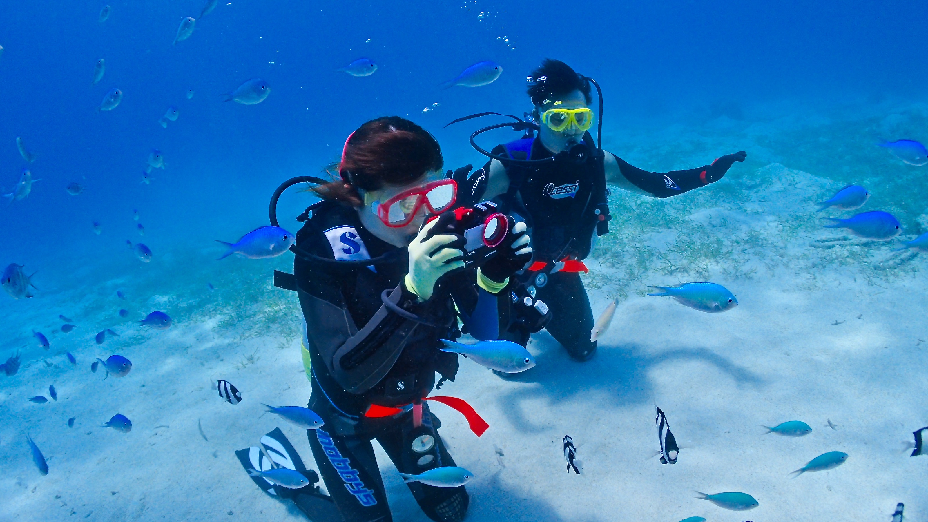 カクレクマノミを観察する体験ダイビング